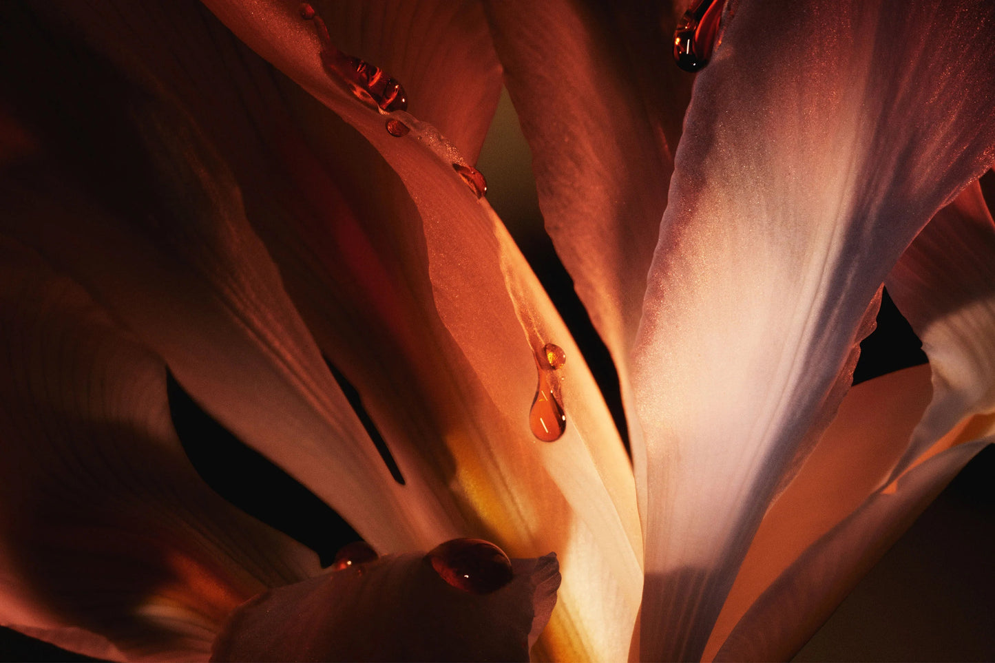 Dior Homme Intense Eau de Parfum intense 100ml